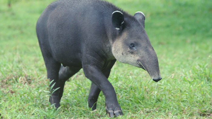 tapir02